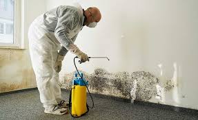 Best Mold Damage Restoration in Dacula, GA