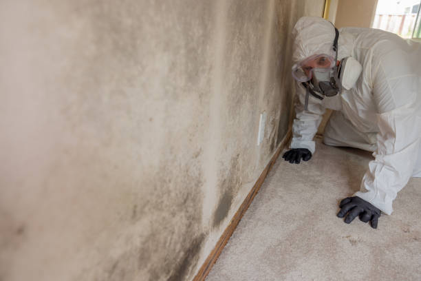 Best Attic Mold Removal in Dacula, GA